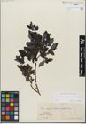 Foto von Salix glabra Scop. x Salix nigricans Sm.